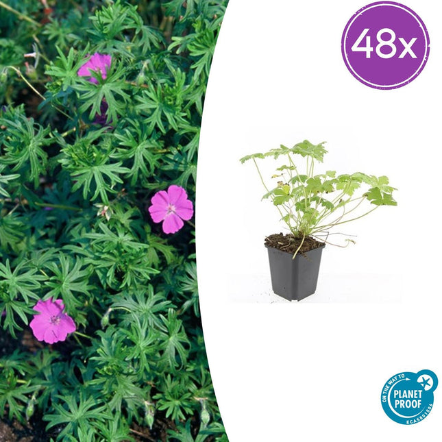 Geranium 'Tiny Monster' - Ooievaarsbek - ↕10-25cm - Ø9cm - 48x