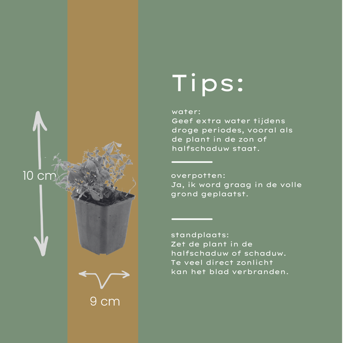 24x Galium odoratum - ↕10-25cm - Ø9cm