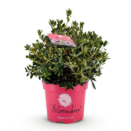 Dwerg Rhododendron - Rhododendron Bloombux Magenta - Bloeiende Buxus - Roze Bloem - ↕45-55cm - Ø23cm