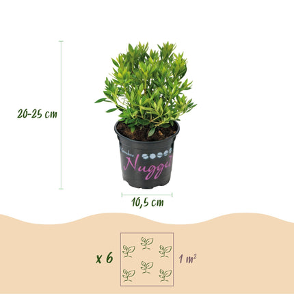 Dwerg Rhododendron - Rhododendron Bloombux Light Pink - Bloeiende Buxus - Licht Roze Bloem - ↕20-25cm - Ø10,5cm - 3x
