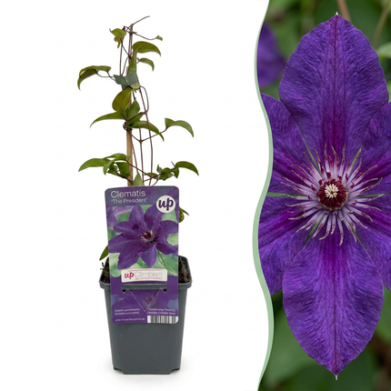 Clematis The President - Bosrank 4x - Paars - Klimplant - Ø9cm - ↕35cm