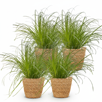 Cyperus alternifolius Zumula - Hierba para gatos - con cesta - ↕20cm - Ø12cm - 4x