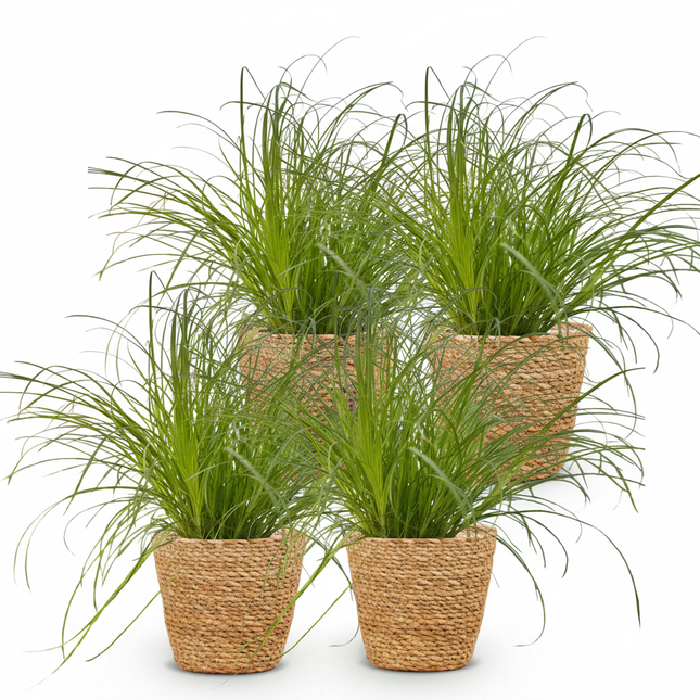 Cyperus alternifolius Zumula - Kattengras - met Mand - ↕20cm - Ø12cm - 4x