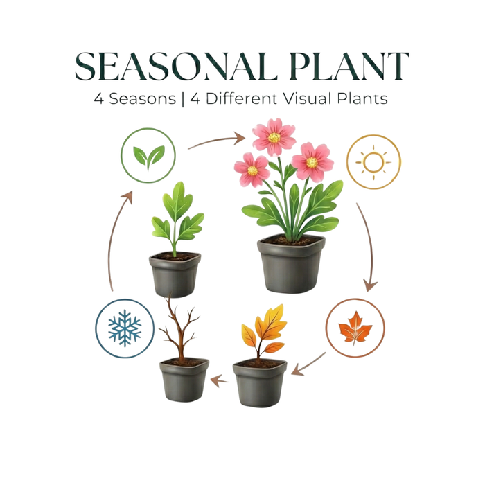 24x Cerastium tomentosum - ↕10-25cm - Ø9cm