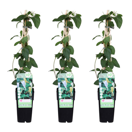 Lonicera Japonica 'Halliana' - Madreselva - ↕65cm - Ø15cm - 3x