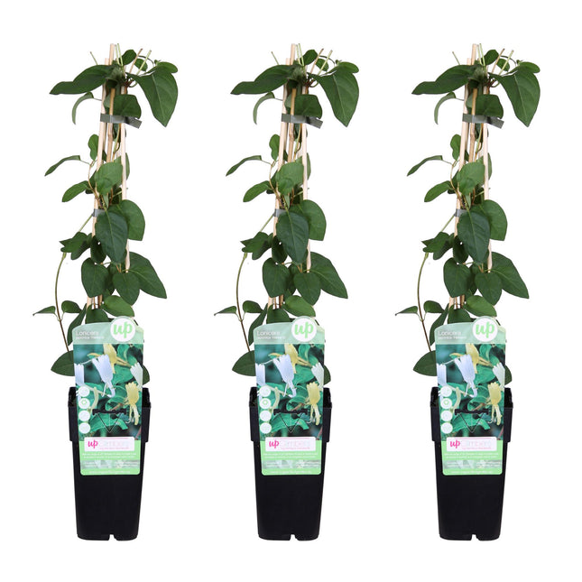 Lonicera Japonica 'Halliana' - Kamperfoelie - ↕65cm - Ø15cm - 3x