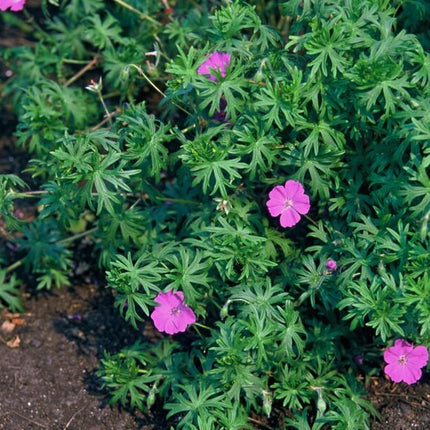 Geranium 'Tiny Monster' - Ooievaarsbek - ↕10-25cm - Ø9cm - 24x