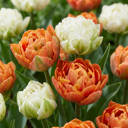 96x Tulipa Candle Light - Bloembollen - Tulp Kaarslicht - Diversen - Voorjaarsbloeier - Bolmaat 11/12