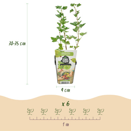 Kruisbes - Ribes uva-crispa Hinnonmaki Grun - Winterhard - 6 Planten - Pot 9 cm - Groene Bes