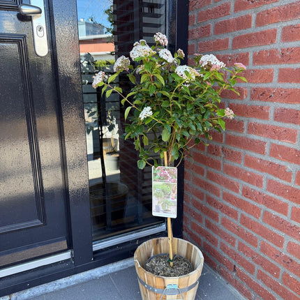 Viburnum tinus Eve Prezzo - Pianta su stelo - Pianta da terrazzo - ↕90cm - Ø19cm