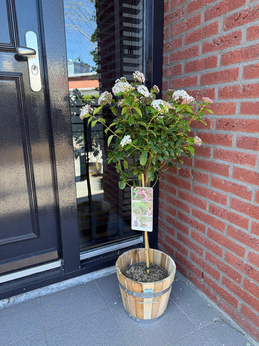 Tuinplant - Viburnum tinus Eve Price - Plant op stam - Terras Plant - Bladhoudend - Weinig Onderhoud - Pot 19cm Hoogte 90cm