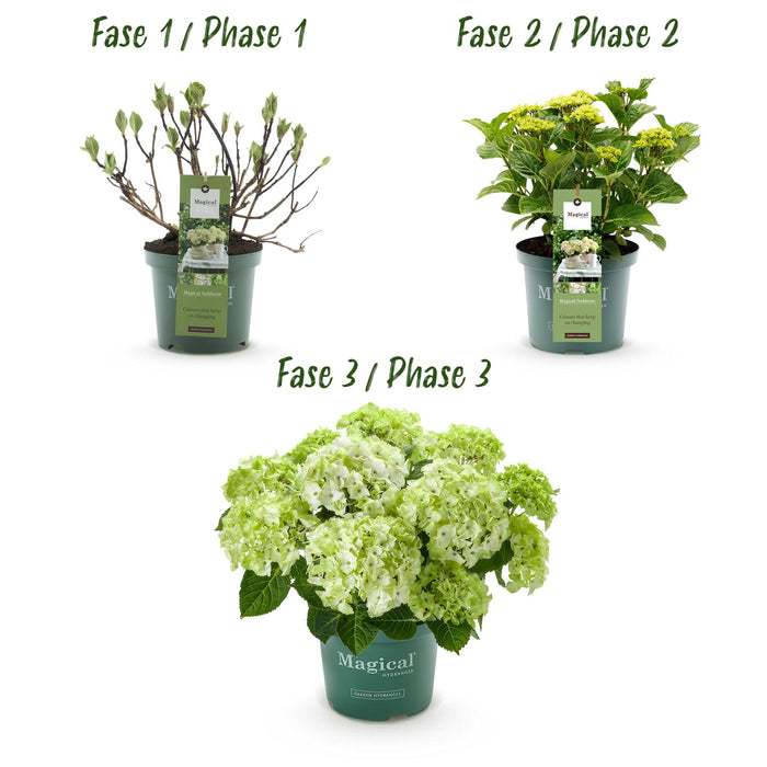 Terrasplant - Hortensia - Hydrangea Magical Nobless - Wit - 6-10 Bloemen - Pot 23cm Hoogte 55cm