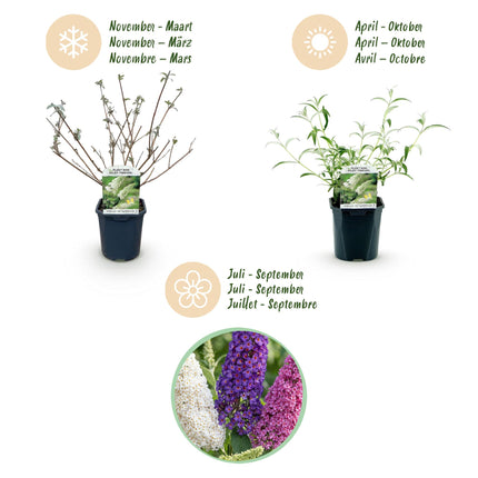 Buddleja davidii Tricolour - Vlinderstruik - Blauw - Roze - Wit - ↕45cm - Ø17cm - 3x