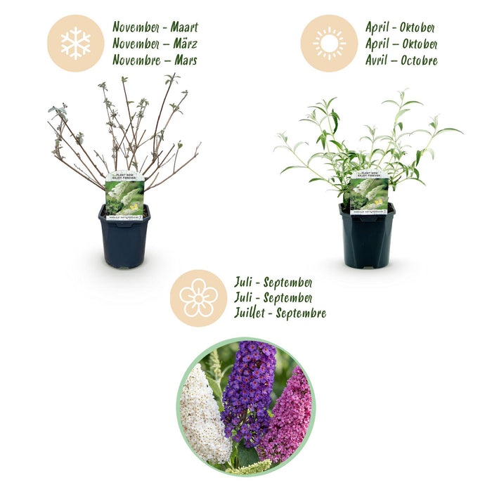 Buddleja davidii Tricolour - Vlinderstruik - Blauw - Roze - Wit - ↕45cm - Ø17cm - 3x