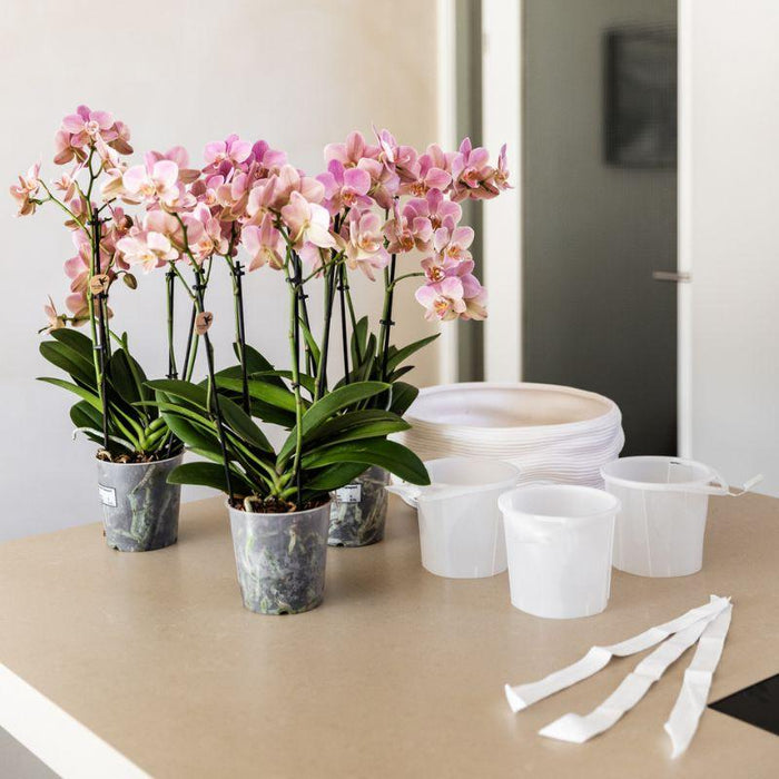Kolibri Home | Como sierpot incl. watergeefsysteem - 3x Ø12cm