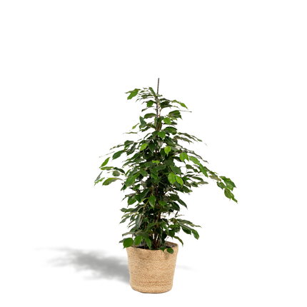 Ficus Benjamina Danielle in mand Selin - ↕95cm - Ø21cm