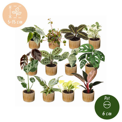 Baby Plants Surprise Box 12x - Verrassingsbox kleine planten - Diversen - Tropisch - incl. Linnea Honey - Ø6cm - ↕5-15cm