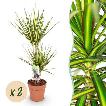 Dracaena Sunray - Arbre Sang-Dragon - ↕70-75cm - Ø17cm - 2x