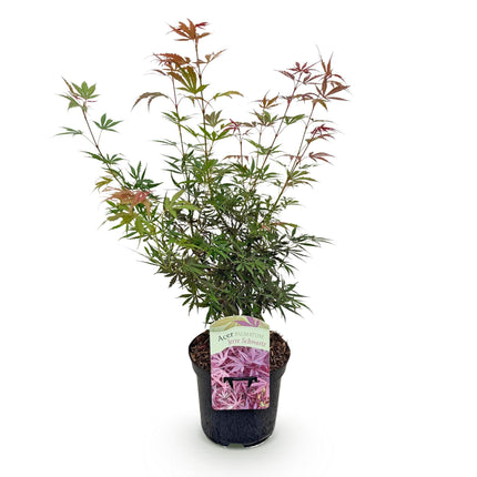 Japansk lönn - Acer palmatum Jerre Swarts - Mörkröd - ↕70cm - Ø19cm