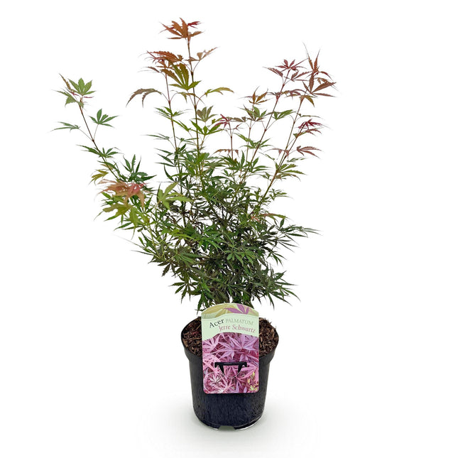 Japanese Maple - Acer palmatum Jerre Swarts - Dark Red - ↕70cm - Ø19cm