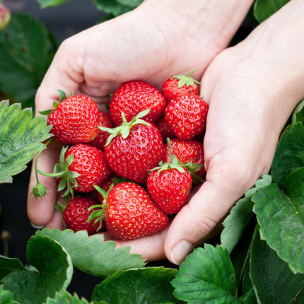 Plant de fraisier - Fragaria Elsanta - Fraise Rouge - Ø9cm - 6x
