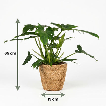 Philodendron Lacerum - met Mand - ↕65cm - Ø19cm