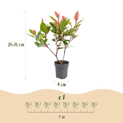 Photinia fraseri Little Red Robin - Glansmispel - 16x Haagplanten - Groenblijvend - Rood - Pot 9cm - Hoogte 25-35cm