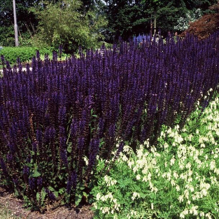 Salvia Nemorosa 'Mainacht' - Waldsalbei - ↕10-25cm - Ø9cm - 48x