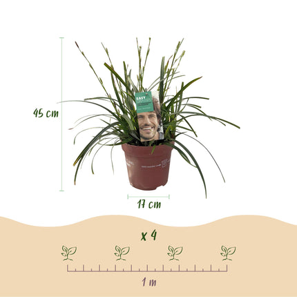 Carex oshimensis Verde Intenso - Carice - ↕50cm - Ø17cm