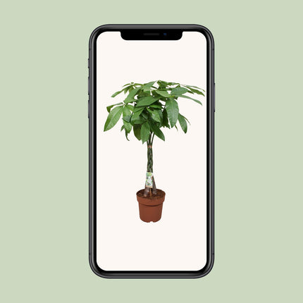 Pachira Aquatica - Money Tree - ↕120cm - Ø24cm