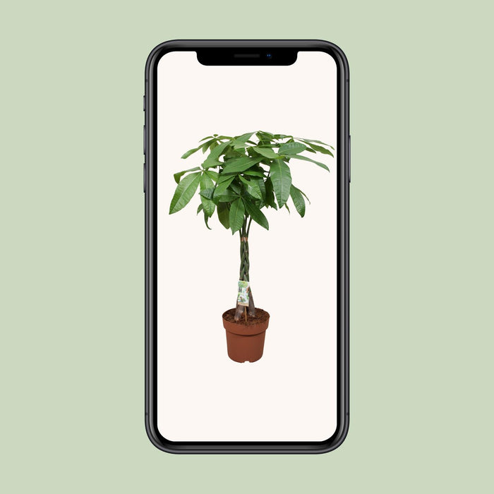 Pachira Aquatica - Geldboom - ↕120cm - Ø24cm