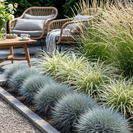 Ornamental grasses - Blue - Yellow - Green - ↕50cm - Ø17cm - 3x