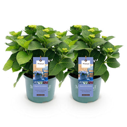 Hortensia - Hydrangea Magical Revolution Blue - Blauw - 6-10 Bloemen - 2 Planten - ↕55cm - Ø23cm