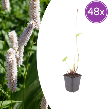 Persicaria bistorta 'Superba' - Raíz de serpiente - ↕10-25cm - Ø9cm - 48x