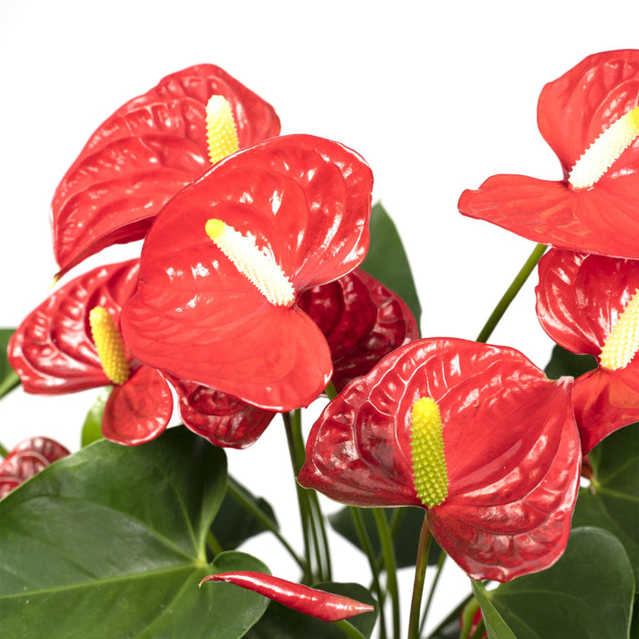 Anthurium Red - ↕55cm - Ø17cm