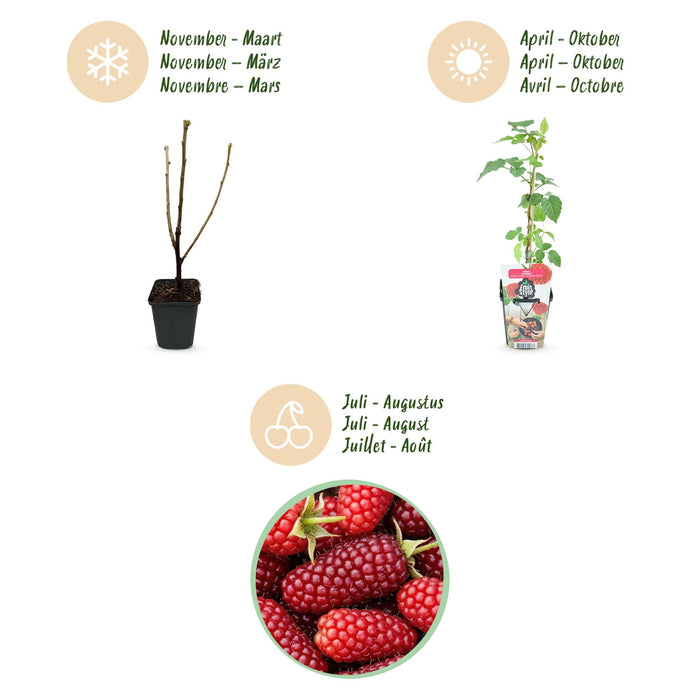Groseille rouge (Rubus Tayberry) - ↕30-35cm - Ø9cm - 6x