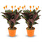 Calathea
