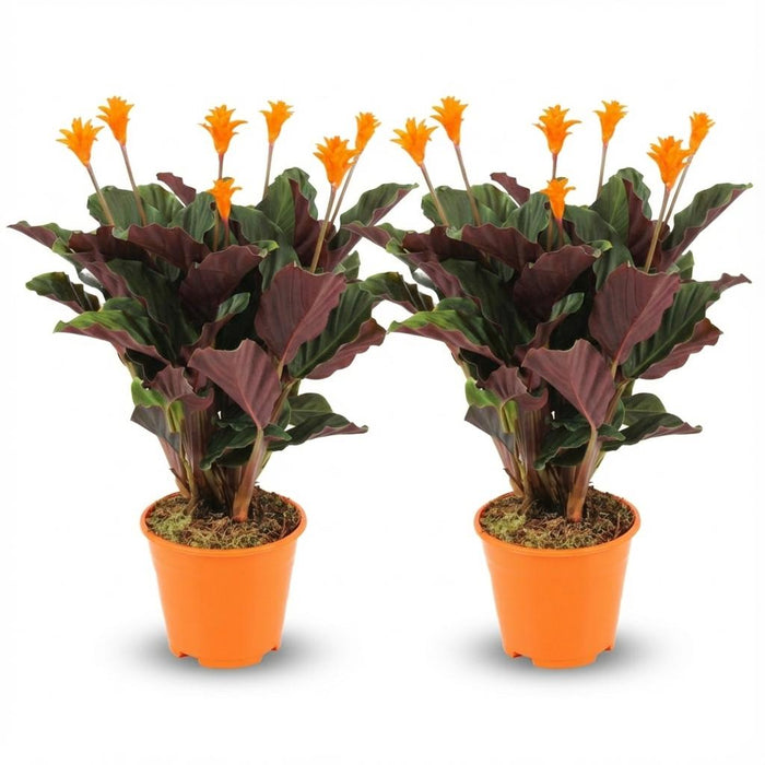 Calathea Crocata - ↕40-45cm - Ø14cm - 2x
