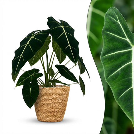 Alocasia Frydek - Elephant Ear - with Basket - ↕60cm - Ø19cm
