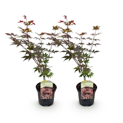 Klon japoński - Acer palmatum Atropurpureum - Purple - ↕70cm - Ø19cm - 2x
