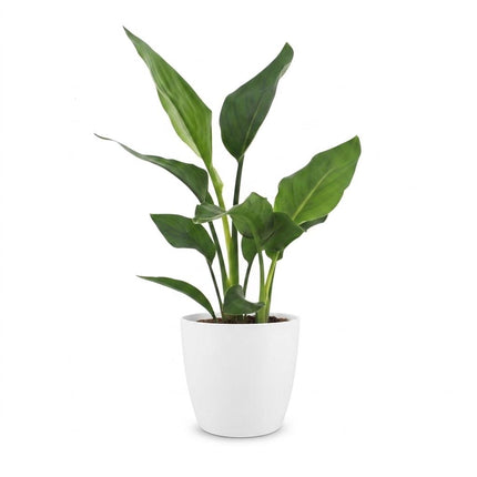 Strelitzia Reginea - Paradijsplant - met witte pot - ↕35cm - Ø12cm