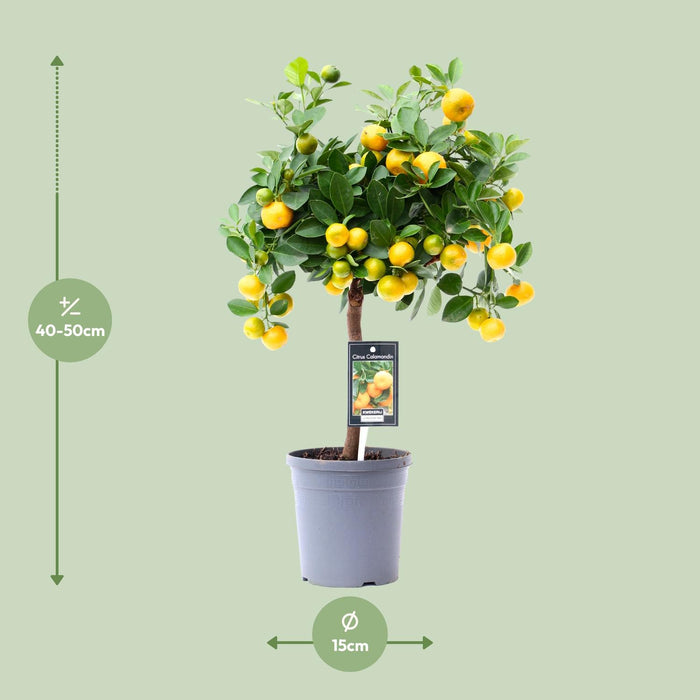 Citrus Calamondin - ↕45cm - Ø15cm