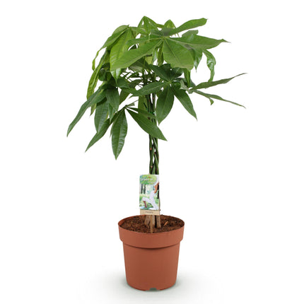 Pachira Aquatica braided trunk - Money tree - ↕80-90cm - Ø21cm