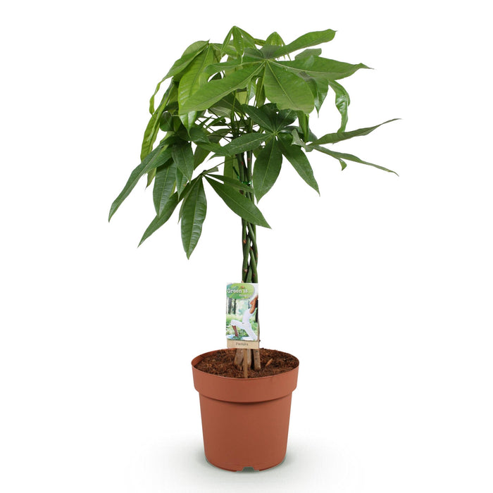 Pachira Aquatica gevlochten stam - Geldboom - ↕80-90cm - Ø21cm