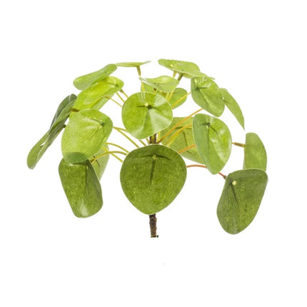 Pilea mini krzew 13cm