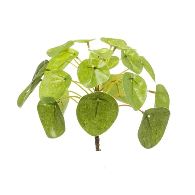 Pilea minibusk 13 cm