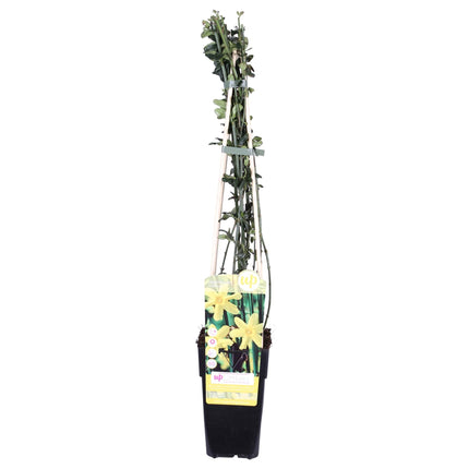 Jasminum nudiflorum - Gelsomino invernale - ↕65cm - Ø15cm
