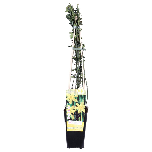 Jasminum nudiflorum - Winter jasmine - ↕65cm - Ø15cm
