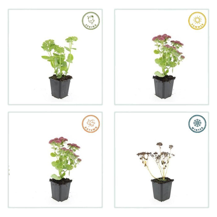 Sedum 'Herbstfreude' - Hemelsleutel - ↕10-25cm - Ø9cm - 12x