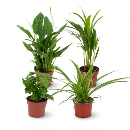 Luchtzuiverende Kamerplanten - Plantenbox - ↕30-40cm - Ø12cm